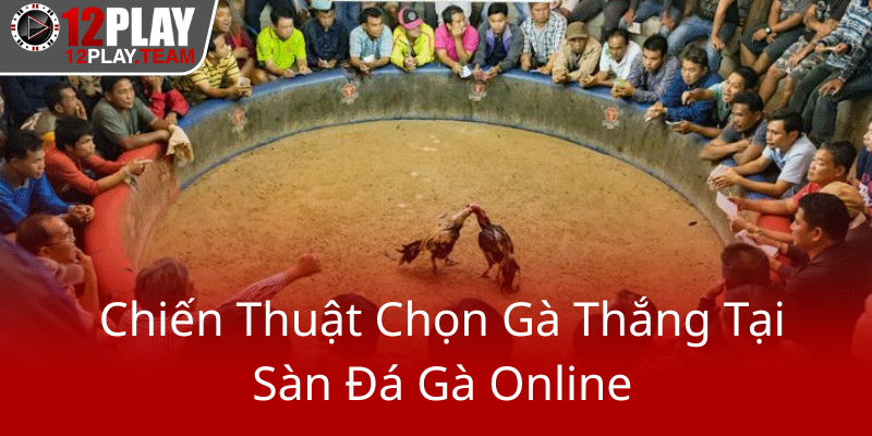 Đá Gà 12Play - Trải Nghiệm Đỉnh Cao Và An Toàn Tại Nhà Cái 12Play 2 Chien Thuat Chon Ga Thang Tai San Da Ga Online0