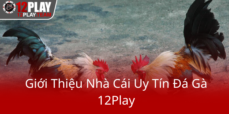 Đá Gà 12Play - Trải Nghiệm Đỉnh Cao Và An Toàn Tại Nhà Cái 12Play 1 Gioi Thieu Nha Cai Uy Tin Da Ga 12Play0
