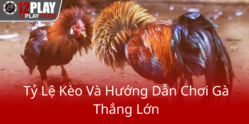 Đá Gà 12Play - Trải Nghiệm Đỉnh Cao Và An Toàn Tại Nhà Cái 12Play 3 Ty Le Keo Va Huong Dan Choi Ga Thang Lon0